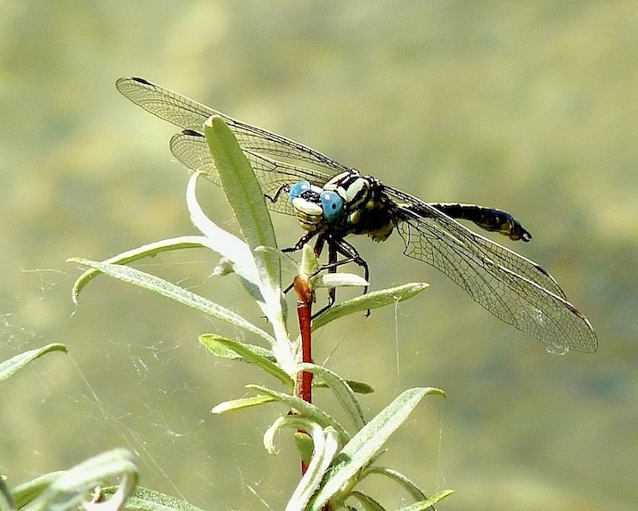large pincertail